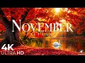 November in de herfst 4K – De laatste kleuren van de herfst | Vredige, ontspannende natuurfilm🍂