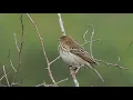 Download Lagu The  Tree Pipit (Anthus trivialis)