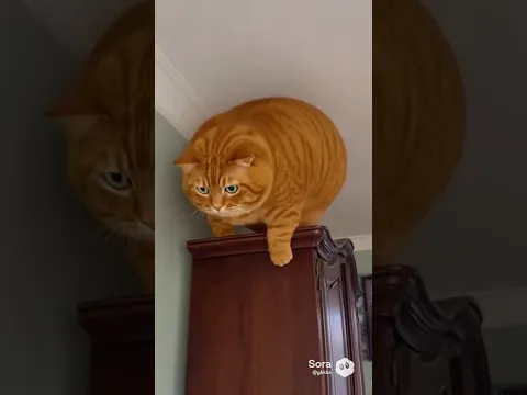 kelakuan random si oyen #short #kucing #kucingimut #kucinglucu