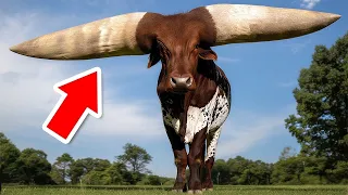Animais Que Foram Injustiçados Pela Natureza
