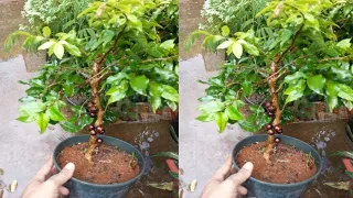 coloque um galho de jabuticaba dentro do vinagre e produza sua própria mudas