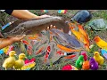 Wow! Tangkap ikan hias warna-warni, ikan lele, ikan koi, ikan cupang, ikan mas, ikan besar, bebek