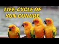 Sun conure parrot life cycle breeding age incubation period lifespan of sun conure parrot