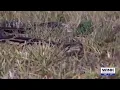 Florida Python Challenge accounts for 743 Burmese pythons removed since 2020