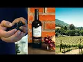 Download Lagu Burgundy: Côte de Nuits | Great French Wines