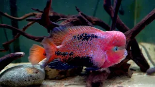 Download Male Vieja Melanura aka Synspilum aka Red Headed Cichlid Update MP3