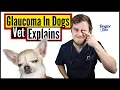 How To Stop Your Poor Dog Suffering From Glaucoma Vet Explains