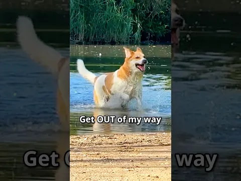 That is how a happy dog looks like