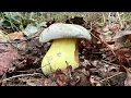 Download Lagu 🌲🌲🌲🍄🍄🍄🌲🌲🌲13.7.2025. První houby po dešti. Ryzce syrovinky, hřiby medotrpké, plavé.
