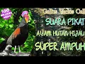 Download Lagu Suara Pikat Ayam Hutan Paling Dicari / 5menit langsung datang