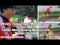 Lagu Pemberian Pupuk MKP Untuk Merangsang BUNGA DURIAN