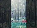 Download Lagu Check out the eucalyptus forest on one and the indigenous trees on the other #forests #sustainable