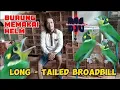 Download Lagu MADI INJAP  ( LONG TILED BOARDBILL ) #bsgjaya #bolangserbaguna