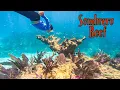 Download Lagu SOMBRERO REEF | Snorkel The Most INCREDIBLE Reef in The Florida Keys - Amazing 4K!!