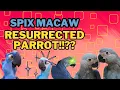 The Parrot Saved From Extinction spix macaw -