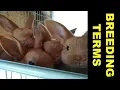What is Linebreeding and Other Breeding Terms Explained