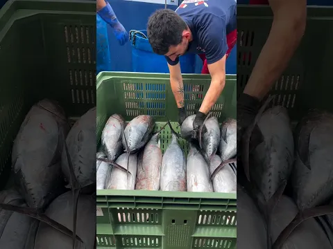 The Secret Behind Cheap Tuna!