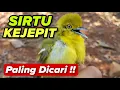 Lagu SUARA PIKAT SIRTU KEJEPIT PALING AMPUH UNTUK SIRTU YANG SUSAH TURUN