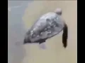 turtle flying meme