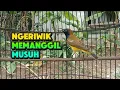 Download Lagu Sogon ngeriwik memanggil musuh || sogon lain auto nyaut #sogon #sogongacor #pancingansogon MP3