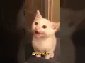 Download Lagu ringtone baru #meme #viral #cat