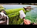 Download Lagu Modern Spirulina Farming Technology - Microalgae cultivation and harvest in a greenhouse