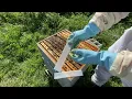 Download Lagu APIVAR 🐝 COMMENT TRAITER SES RUCHES CONTRE LE VARROA