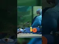 Download Lagu Tahukah Kamu dalam Film Rio