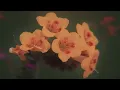 Joey Pecoraro - Nothing To Do But Dream (Fall) [Full EP Mix]