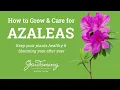 How to Grow & Care for Azaleas - Keep Your Plants Healthy & Blooming Year After Year