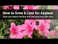 How to Grow \u0026 Care for Azaleas - Keep Your Plants Healthy \u0026 Blooming Year After Year