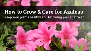 Download How to Grow \u0026 Care for Azaleas - Keep Your Plants Healthy \u0026 Blooming Year After Year MP3