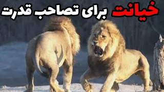 داستان شیر افسانه ای سکوتی فرزند سکه کاما و خیانت برادرش         دندنها