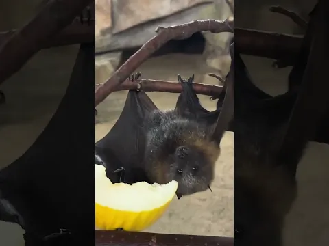 Sound ON for the cutest little munch youβll ever hear! πππ¦ #FruitBat