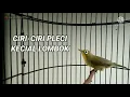 Download Lagu Si KECIAL (KACIAL) Pleci yang JARANG PEMINAT namun Bersuara DASYAT #pleci #plecimania #plecigacor