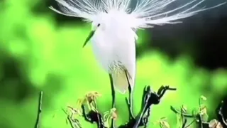 الفكر يا إنسان لو أطلقته متأملا في قدرة الرحمن المنشد ناصر السعيد اللهم صل على الحبيب المصطفى 