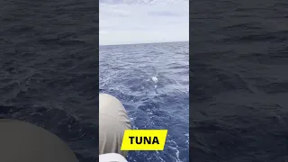Tuna fishing