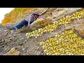 Wow Amazing Finding! Gold Hunter found a lot of gold treasure near river at mountain