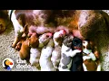 This Dachshund Mama Dog Was Rescued From A Puppy Mill - Look At Her Now The Dodo Foster Diaries