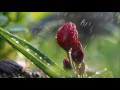Led Zeppelin | Fool In the Rain | A=432hz