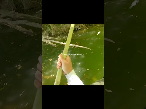 CRAZY CATFISH FISHING 🎣 #fishing #fish #silure