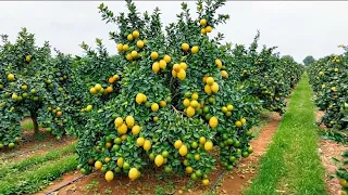 Como sembrar un Árbol limón, y hacer un cultivo de limón Orgánico, paso a paso.