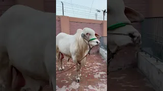 JANWAR Ka Name Rakh Diya 