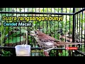 SUARA CENDET MACAN MEMANGGIL LAWAN