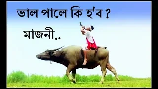 bhal pale ki hobo majoni bihu song 