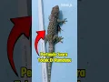 Download Lagu Fakta Suara Tokek Di Rumah‼️🙀
