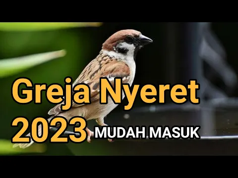 Download MP3 🔴 Masteran Burung ,Suara Burung Gereja Nyecret Panjang