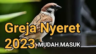 Download 🔴 Masteran Burung ,Suara Burung Gereja Nyecret Panjang MP3