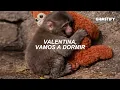 Carla Morrison - Valentina (Letra) Punch The Monkey