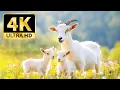 Lagu Explore the Wonders of 4K Animal World – Serene Wildlife and Relaxing Music